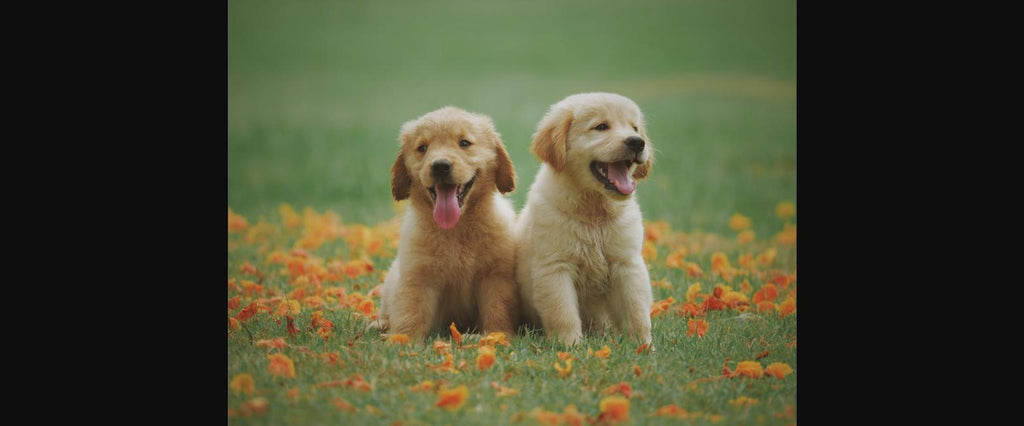 Sac à dos chien sortie : sécurité et bon usage